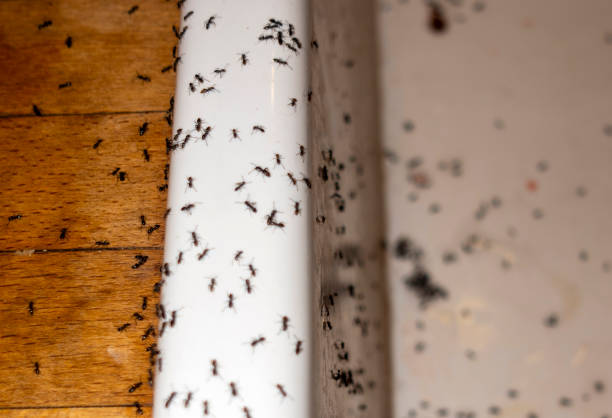 Best Mosquito Control Services  in Tuscarawas, OH